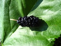 summer photograph Witte_moerbei__Morus_alba__White_mulberryimg_1032.jpg