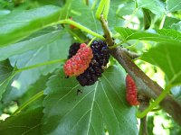 summer photograph Witte_moerbei__Morus_alba__White_mulberryimg_1033.jpg