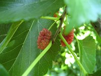 summer photograph Witte_moerbei__Morus_alba__White_mulberryimg_1034.jpg