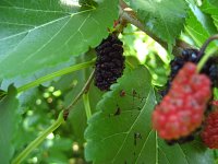 summer photograph Witte_moerbei__Morus_alba__White_mulberryimg_1035.jpg