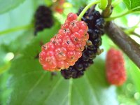 summer photograph Witte_moerbei__Morus_alba__White_mulberryimg_1036.jpg