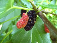 summer photograph Witte_moerbei__Morus_alba__White_mulberryimg_1037.jpg