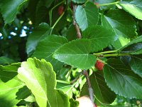 summer photograph Witte_moerbei__Morus_alba__White_mulberryimg_1038.jpg