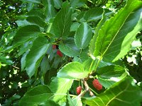 summer photograph Witte_moerbei__Morus_alba__White_mulberryimg_1039.jpg