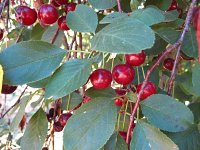 summer photograph Zoete_kers__Prunus_avium__Sweet_cherryimg_1233.jpg