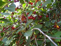 summer photograph Zoete_kers__Prunus_avium__Sweet_cherryimg_1234.jpg