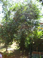 summer photograph Zoete_kers__Prunus_avium__Sweet_cherryimg_1235.jpg