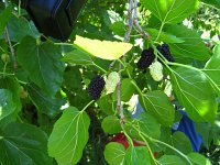 summer photograph Zwarte_moerbei__Morus_nigra__Black_mulberryimg_1313.jpg