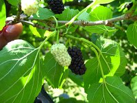 summer photograph Zwarte_moerbei__Morus_nigra__Black_mulberryimg_1321.jpg