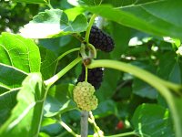 summer photograph Zwarte_moerbei__Morus_nigra__Black_mulberryimg_1323.jpg