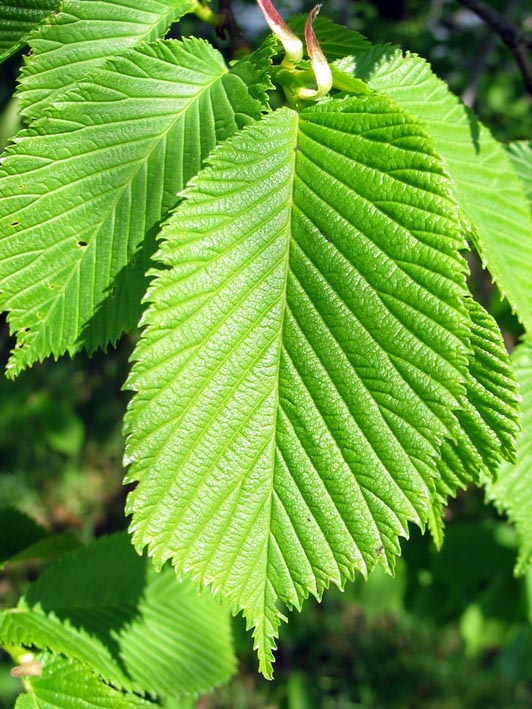 Карагач 4 буквы. Ulmus glabra. Вяз карагач. Вяз японский (Ulmus japonica). Вяз дерево.