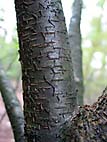 foto bomen: Amerikaanse_vogelkers__Prunus_serotina__Wild_Cherry