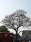foto bomen: Anna_Paulownaboom__Paulownia_tomentosa__Empress_tree 