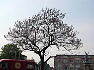 foto bomen: Anna_Paulownaboom__Paulownia_tomentosa__Empress_tree