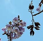foto bomen: Anna_Paulownaboom__Paulownia_tomentosa__Empress_tree