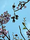 foto bomen: Anna_Paulownaboom__Paulownia_tomentosa__Empress_tree