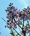 foto bomen: Anna_Paulownaboom__Paulownia_tomentosa__Empress_tree