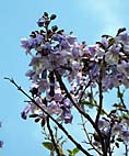 foto bomen: Anna_Paulownaboom__Paulownia_tomentosa__Empress_tree 