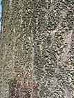 foto bomen: Anna_Paulownaboom__Paulownia_tomentosa__Empress_tree