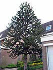 foto bomen: Apenboom_slangeden__Araucaria_araucana__Monkey_puzzletree