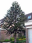 foto bomen: Apenboom_slangeden__Araucaria_araucana__Monkey_puzzletree 