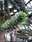 foto bomen: Apenboom_slangeden__Araucaria_araucana__Monkey_puzzletree 