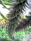 foto bomen: Apenboom_slangeden__Araucaria_araucana__Monkey_puzzletree 