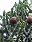 foto bomen: Apenboom_slangeden__Araucaria_araucana__Monkey_puzzletree 