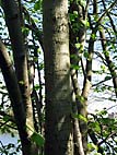 foto bomen: iepfamilie