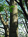 foto bomen: iepfamilie