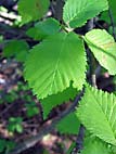 foto bomen: Gladde_iep__Ulmus_minor__Smooth-leaved_elm 