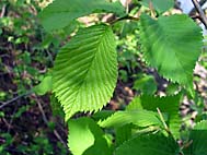 foto bomen: Gladde_iep__Ulmus_minor__Smooth-leaved_elm 