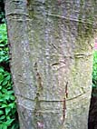 foto bomen: Gouden_regen__Laburnum_anagyroides__Golden_chaintree 