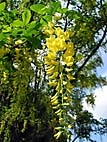 foto bomen: Gouden_regen__Laburnum_anagyroides__Golden_chaintree 