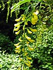 foto bomen: Gouden_regen__Laburnum_anagyroides__Golden_chaintree 