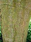 foto bomen: Gouden_regen__Laburnum_anagyroides__Golden_chaintree 