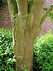 foto bomen: Gouden_regen__Laburnum_anagyroides__Golden_chaintree