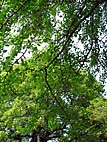 foto bomen: Japanse_noteboom__Ginko_Biloba__Ginko_Biloba 