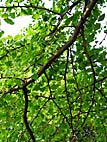 foto bomen: Japanse_noteboom__Ginko_Biloba__Ginko_Biloba 