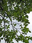 foto bomen: Meelbes__Sorbus_aria__Whitebeam