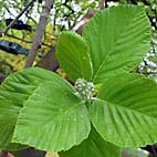 foto bomen: Meelbes__Sorbus_aria__Whitebeam 