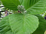 foto bomen: Meelbes__Sorbus_aria__Whitebeam 