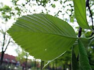 foto bomen: Meelbes__Sorbus_aria__Whitebeam 