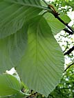 foto bomen: Meelbes__Sorbus_aria__Whitebeam
