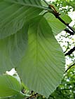 foto bomen: Meelbes__Sorbus_aria__Whitebeam 