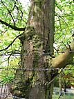 foto bomen: Meelbes__Sorbus_aria__Whitebeam