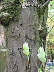 foto bomen: Meelbes__Sorbus_aria__Whitebeam