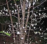 foto bomen: Meelbes__Sorbus_aria__Whitebeam