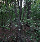 foto bomen: Meelbes__Sorbus_aria__Whitebeam