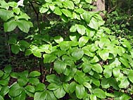 foto bomen: Meelbes__Sorbus_aria__Whitebeam